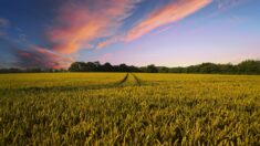 Agriculture: passer d’une durabilité faible à une durabilité forte