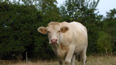 Salon de l’Agriculture 2023: une vache destinée à l’abattoir sauvée par ses acheteurs