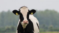 Nord: cinq vaches retrouvées mortes après la chute d’un câble électrique dans une pâture