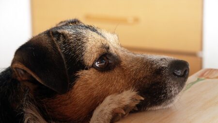 Oise: un chien retrouvé quatre jours après l’accident de son maître
