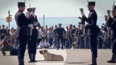 VIDÉO : « C’est le chien le plus flemmard de toute la ville » – un chien fait une sieste au milieu d’un défilé de l’armée