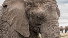 La photo d’une éléphante au dos déformé questionne sur l’exploitation des animaux pour le tourisme
