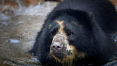 Un ours s’échappe du zoo pour la deuxième fois en un mois malgré des mesures de sécurité accrues
