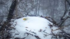 Une caméra filme une mère pygargue à tête blanche qui reste dans son nid recouvert de plus de 30 cm de neige après une tempête hivernale
