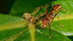 Des fourmis bien armées pour récolter du nectar