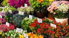 Vendée: un distributeur automatique de fleurs a été installé sur l’île de Noirmoutier