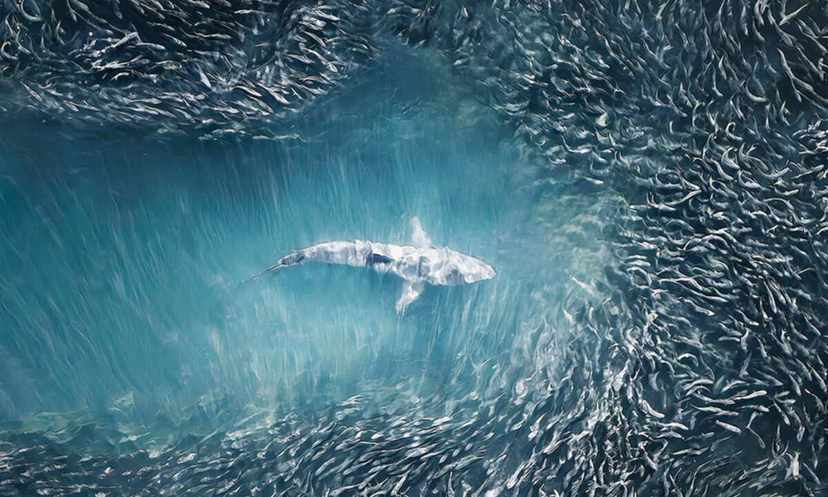 Une photographe aérienne capture des prédateurs sous-marins et en fait des œuvres d'art abstraites vues du ciel