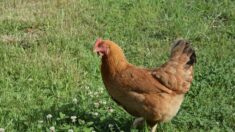 Venez sauver 3000 poules de l’abattoir à Saint-Martin-la-Sauveté le 4 et 5 mars