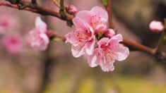 Hanami : les cerisiers japonais du parc de Sceaux bientôt en fleurs !