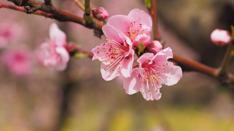 Fleurs de cerisier (Pixabay)