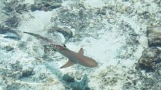Seychelles: un jeune Français attaqué et blessé par un requin-citron