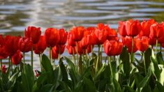 Lot-et-Garonne : les tulipes sauvages et précoces de Marmande sont de retour