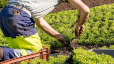Pesticides: un jardinier municipal atteint de Parkinson obtient gain de cause en justice