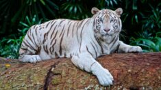 « Bon voyage bonhomme »: le zoo d’Amnéville annonce la mort de Kantaji, le célèbre tigre blanc