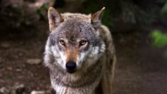 Gard: c’est bien une jeune louve qui a été retrouvée morte à Barjac