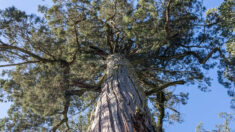 Au Chili, un arbre vieux de 5000 ans, «capsule temporelle» de l’adaptation au changement climatique