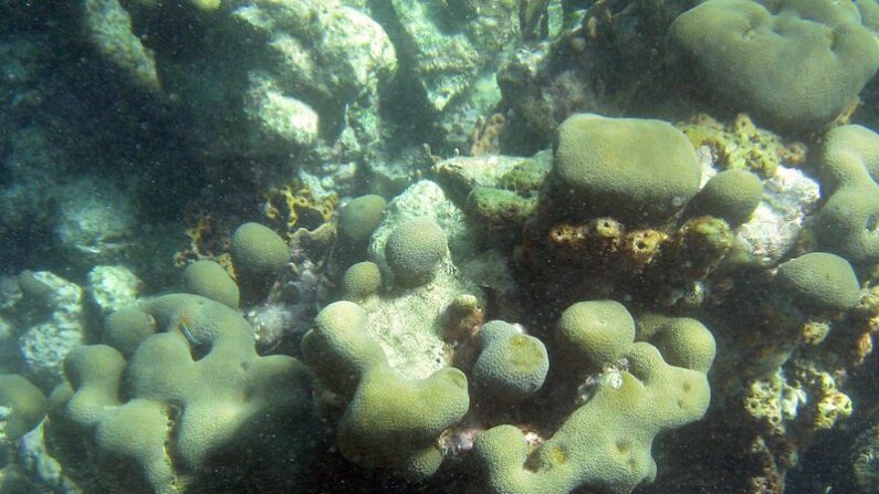 Corail dans un récif à Tobago. Photo de Jenni Konrad sur Flickr (CC BY-NC 2.0).