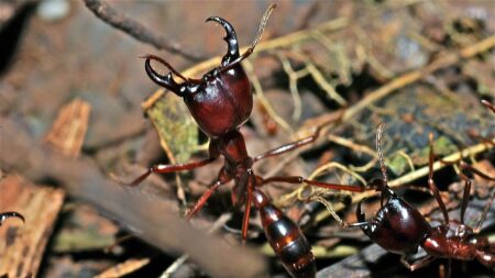 Épidémies: les fourmis tropicales, parfaites sentinelles pour surveiller les virus