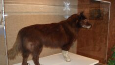 Cent ans après, l’exploit du célèbre chien américain Balto expliqué par son ADN