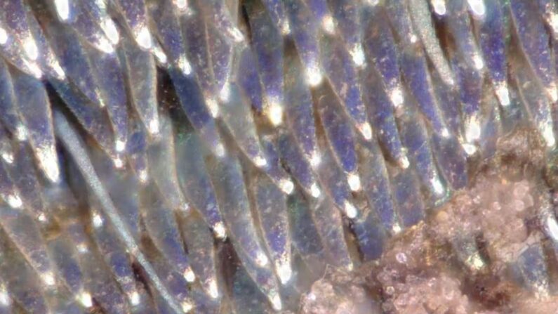 Vue au microscope optique numérique des écailles du longicorne Tmesisternus rafaelae sous éclairage ultraviolet.
©Serge Berthier. Institut des Nanosciences de Paris, Author provided