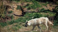 Le loup observé à plusieurs endroits en Bretagne