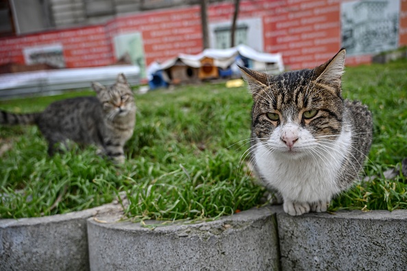 Les chats féraux sont un fléau en Nouvelle-Zélande. Illustration. (OZAN KOSE/AFP via Getty Images)