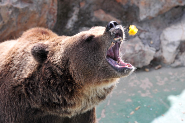 Le nombre d'ours estimé actuellement jusqu'à 120 en Italie. Illustration. (GIUSEPPE CACACE/AFP via Getty Images)