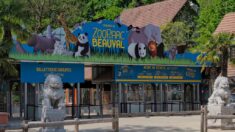 Le zoo de Beauval inaugure une volière présentée comme la plus grande d’Europe