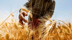 Les spéculateurs agricoles, champions pour se faire du blé
