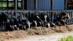 États-Unis: 18.000 vaches tuées dans l’explosion d’une ferme