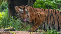 Inde: couvre-feu après des attaques mortelles de tigre