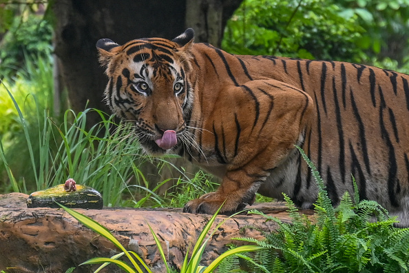 Shakti, un tigre du Bengale, se prépare à manger au Veermata Jijabai Bhosale Udyan et au Zoo de Mumbai, le 29 juillet 2021. Illustration. (PUNIT PARANJPE/AFP via Getty Images)