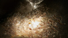 Le Conseil d’État suspend temporairement les dates de pêche des anguilles jaunes et des civelles