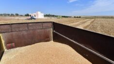 Sécheresse: le grenier à blé de la Tunisie à court de céréales