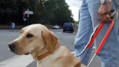« Mon chien, c’est mes yeux »: les chiens guides d’aveugles encore souvent refusés dans les lieux publics