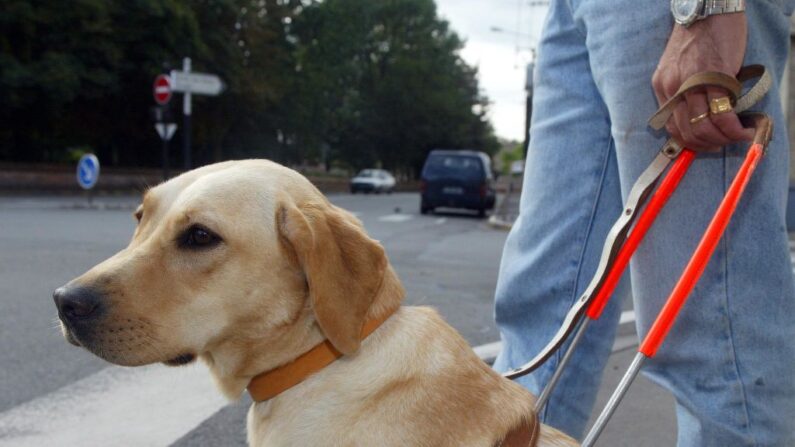 Cinquante ans après le dressage du premier chien-guide d'aveugle en France, il reste encore beaucoup de progrès à faire. (Photo HUGUEN/AFP via Getty Images)
