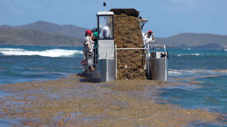 Ramassage des sargasses sur l'île de la Martinique. (Photo THOMAS COEX/AFP via Getty Images)