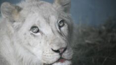Après avoir souffert de maltraitances, le lion Léo est mort, mais il sera «toujours présent»