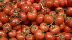 Des tomates en grappe contaminées par un fongicide rappelées dans toute la France