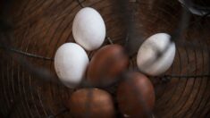 Contaminés aux PFAS, les œufs interdits à la consommation au sud de Lyon