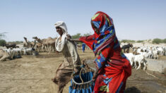La sécheresse rend la vie dure aux éleveurs nomades au nord du Niger