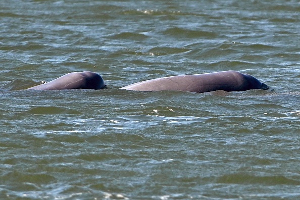 Une espèce menacée de dauphins dans le Mékong. (TANG CHHIN SOTHY/AFP via Getty Images)