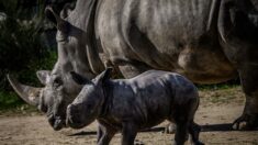 Nouvelle-Zélande: un homme arrêté pour s’être baigné dans l’enclos des rhinocéros