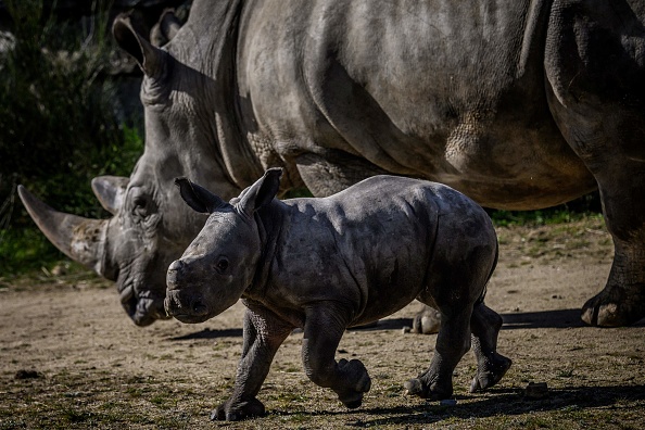 Les rhinocéros au parc animalier "Safari de Peaugres" en France. Illustration. (JEFF PACHOUD/AFP via Getty Images)