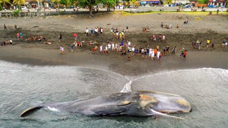 Un cachalot de 18 mètres s’échoue sur une plage de Bali