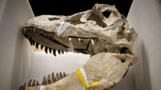 « Fossilisations exceptionnelles »: un voyage de 150 millions d’années au Paléospace