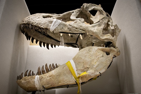 Le crâne d'un Tarbosaurus, un cousin asiatique du Tyrannosaurus rex, au musée Paléospace de Villers-sur-Mer. (LOU BENOIST/AFP via Getty Images)