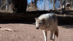 Au Colorado, la réintroduction du loup déchaîne les passions