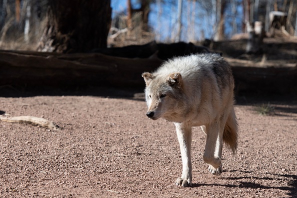 Un loup des bois au Colorado Wolf and Wildlife Center (CWWC) à Divide, Colorado, le 28 mars 2023. (JASON CONNOLLY/AFP via Getty Images)