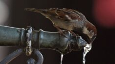 Sécheresse: oiseaux, batraciens, insectes … La faune sauvage souffre aussi du manque d’eau